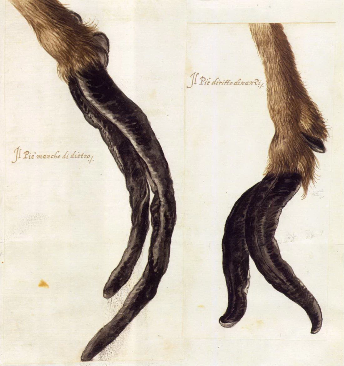 Studio di piedi di animali - Österreichische Nationalbibliothek, Vienna
